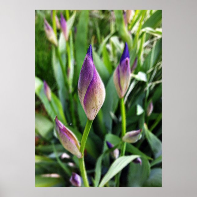 Póster pastel purple buds (Frente)