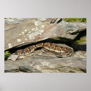 Póster Pastelería en el Parque Nacional de Shenandoah