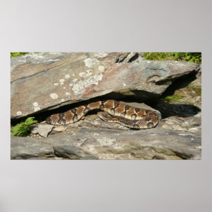 Póster Pastelería en el Parque Nacional de Shenandoah