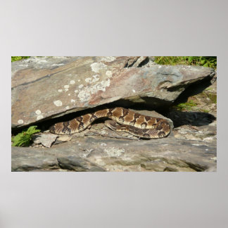 Póster Pastelería en el Parque Nacional de Shenandoah