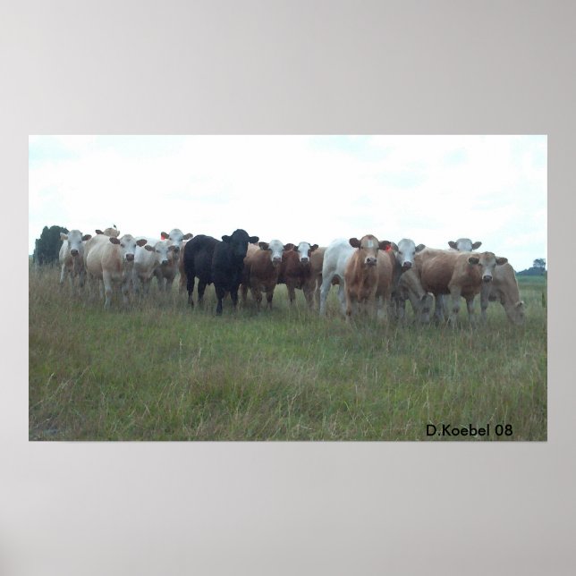 Póster Pasto de bueyes (Frente)