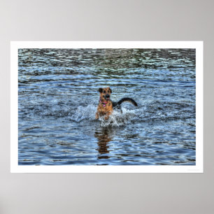 Póster Pastor alemán alsaciano 1 Poster amante de los per