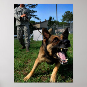 Póster Pastor alemán de descortezamiento