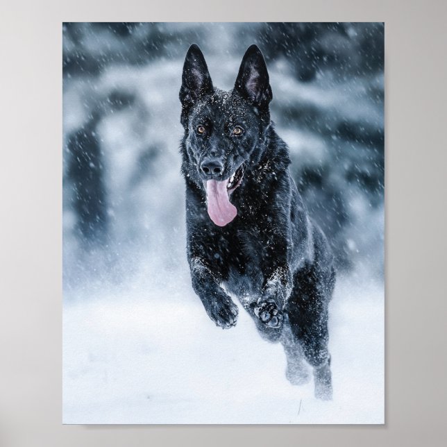 Póster Pastor alemán negro con cubierta de Duvet de nieve (Frente)