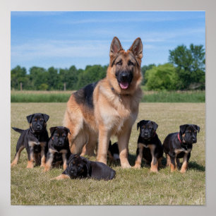 Póster Pastor Alemán Personalizable con Cachorros Adorabl