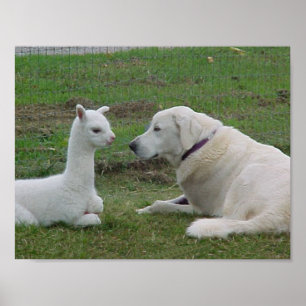 Póster Pastor anatoliano y Alpaca Cria
