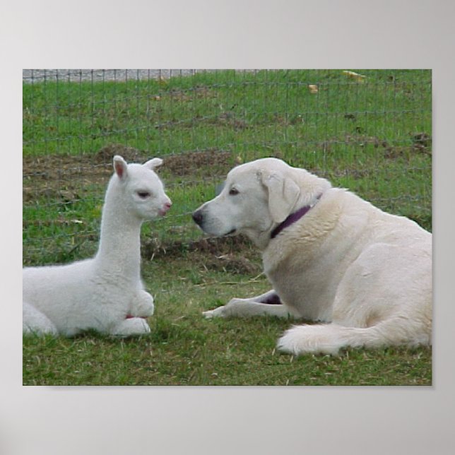 Póster Pastor anatoliano y Alpaca Cria (Frente)
