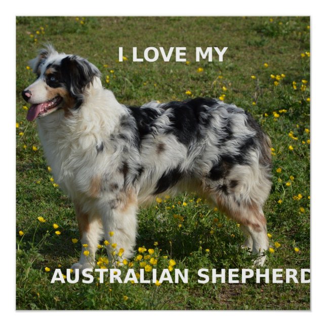 Póster pastor australiano azul merle love w pic (Anverso)