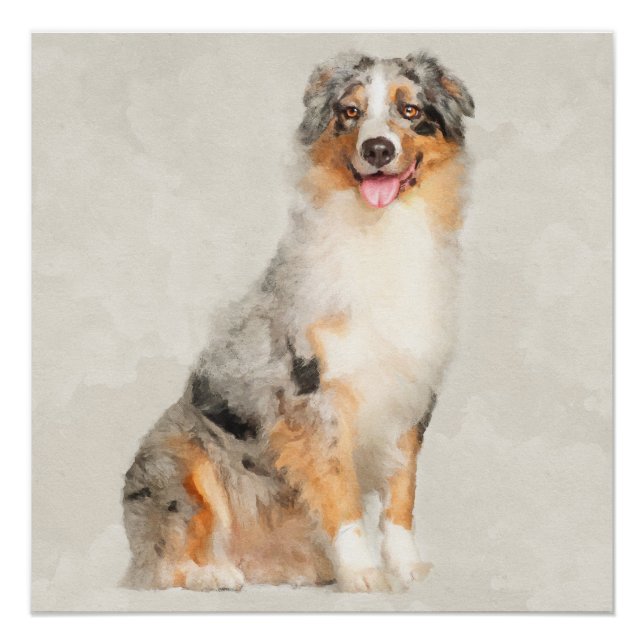Póster Pastor Australiano - Blue Merle Watercolor (Anverso)