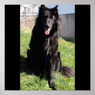 Póster Pastor belga conocido como "El Lobo Negro"