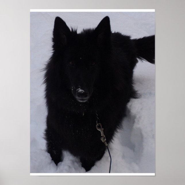 Póster Pastor belga negro en la nieve (Frente)