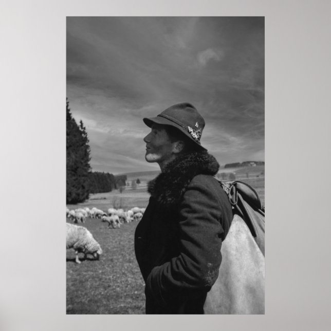 Póster Pastor de Ovejas Alemanes de 1968 en blanco y negr (Frente)