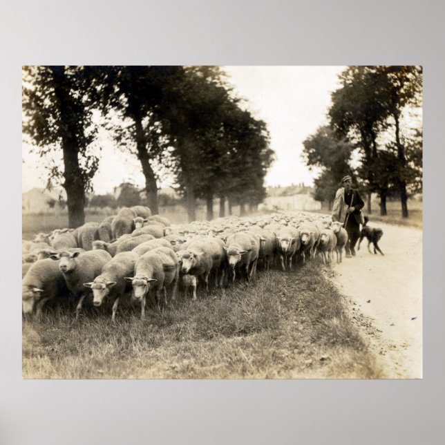 Póster Pastor Francés 1921 (Frente)