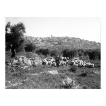 Pastor y ovino fuera de Belén