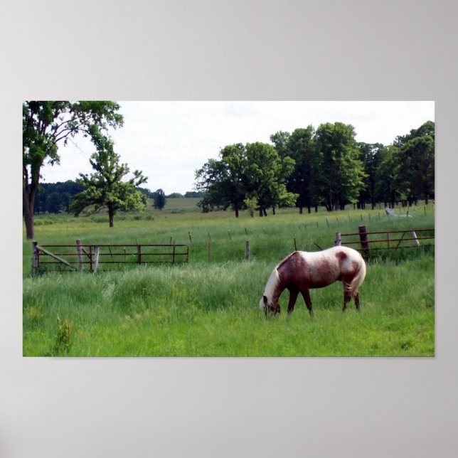 Póster pastoreo (Frente)