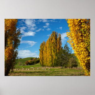 Póster Pastoreo de granja con oveja