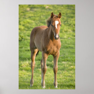 Póster Pastoreo en el campo en el condado de Wexford, Irl
