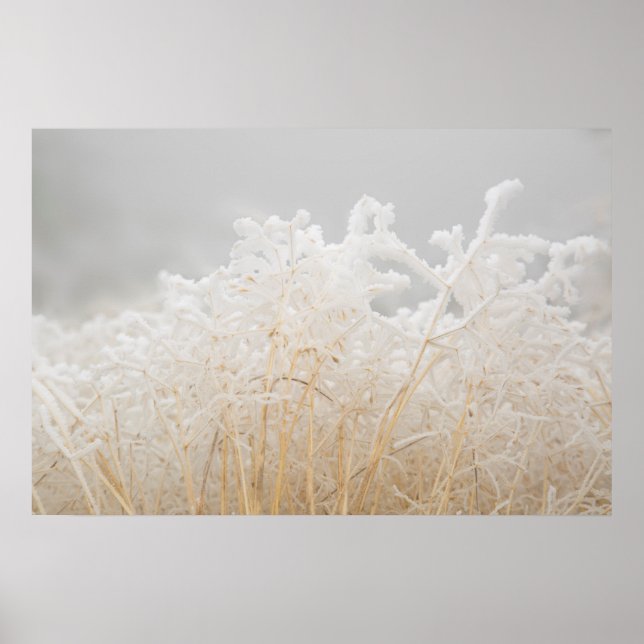 Póster Pastos Invernales Helados (Frente)