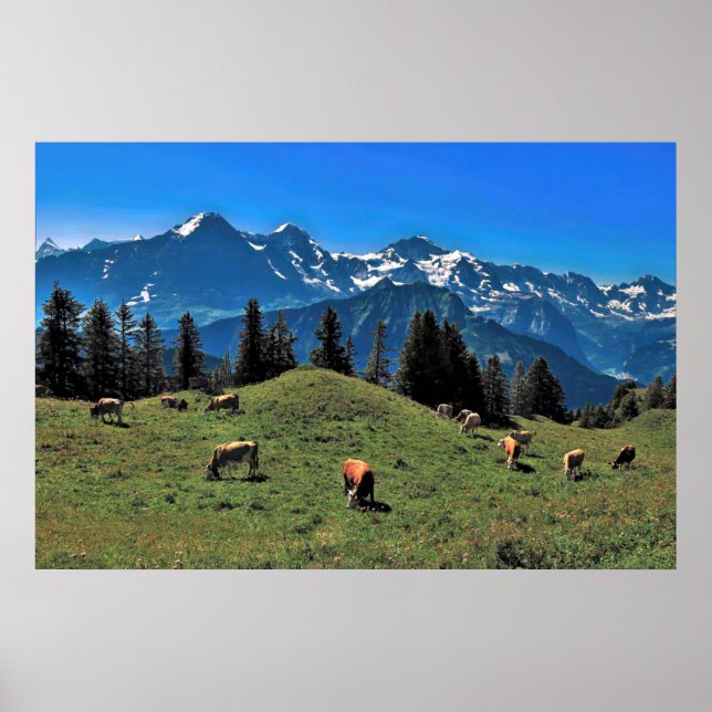 Póster Pastura de vaca en los Alpes (Frente)