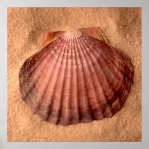 Póster Pata de los leones