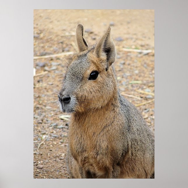 PÓSTER PATAGONIAN MARA (Frente)