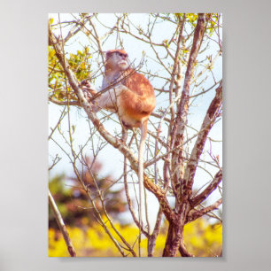 Póster Patas está subido a un árbol