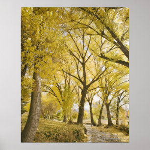 Póster Path in woods, Sugarhouse Park, Salt Lake City