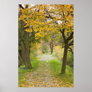 Póster Pathway in Autumn