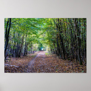 Póster Pathway in the autumn forest, Saint Germain Forest