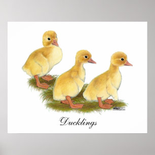 Póster Patitos amarillos