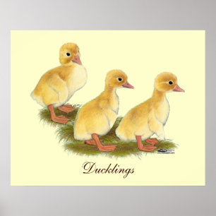 Póster Patitos amarillos