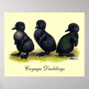 Póster Patitos de Cayuga negra