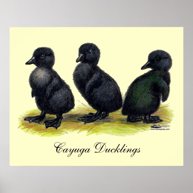 Póster Patitos de Cayuga negra (Frente)