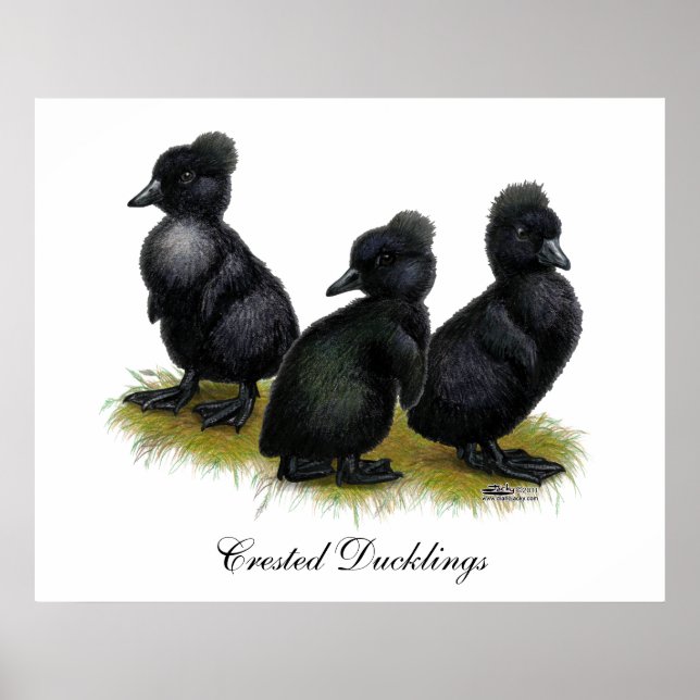 Póster Patitos de Cresta Negra (Frente)