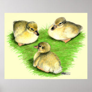 Póster Patitos de Mallard nevados
