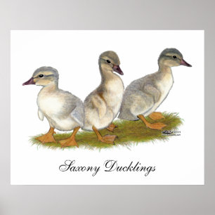 Póster Patitos de Sajonia