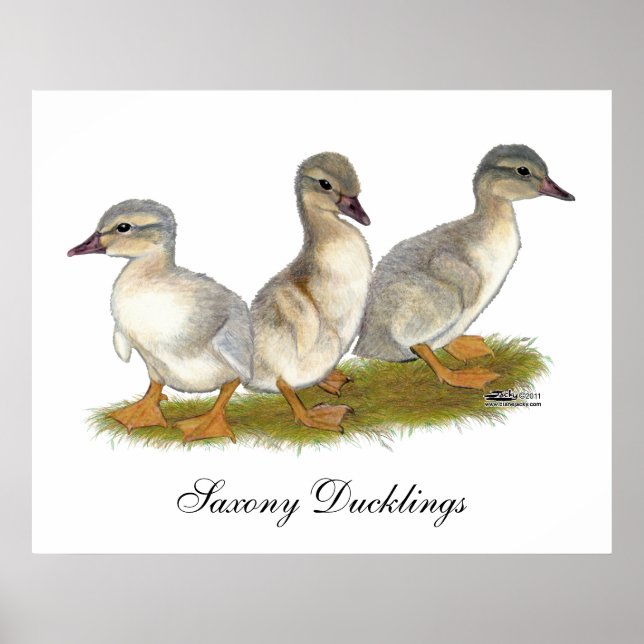 Póster Patitos de Sajonia (Frente)
