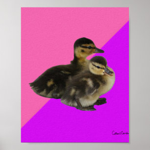 Póster Patitos sobre frambuesa rosa y sorbete morado