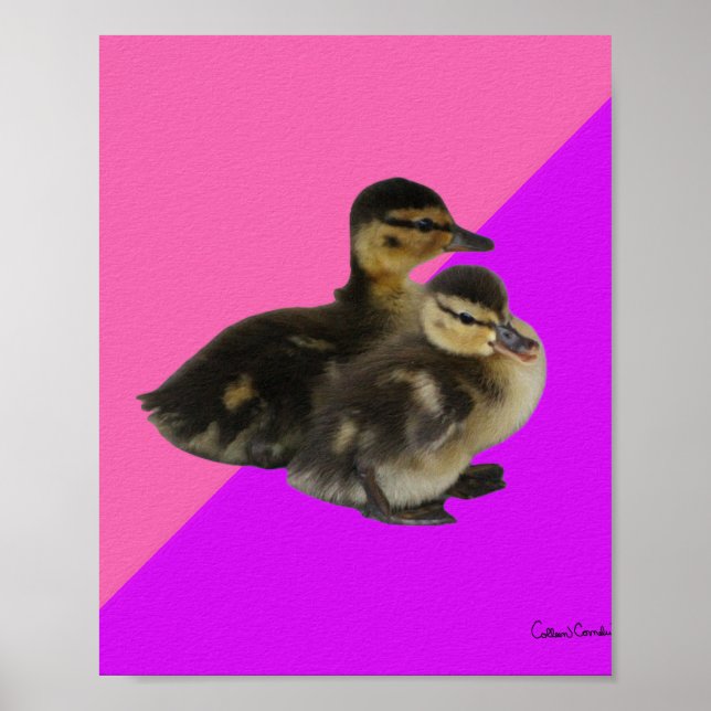 Póster Patitos sobre frambuesa rosa y sorbete morado (Frente)