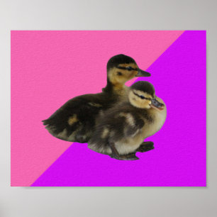 Póster Patitos sobre frambuesa rosa y sorbete morado