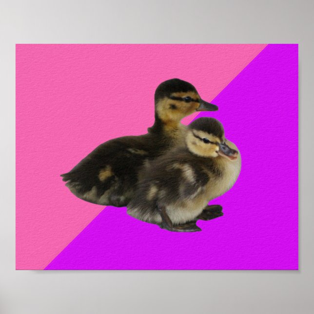 Póster Patitos sobre frambuesa rosa y sorbete morado (Frente)