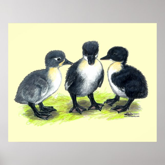Póster Patitos Suecos Azules (Frente)