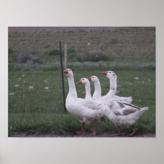 Póster Pato