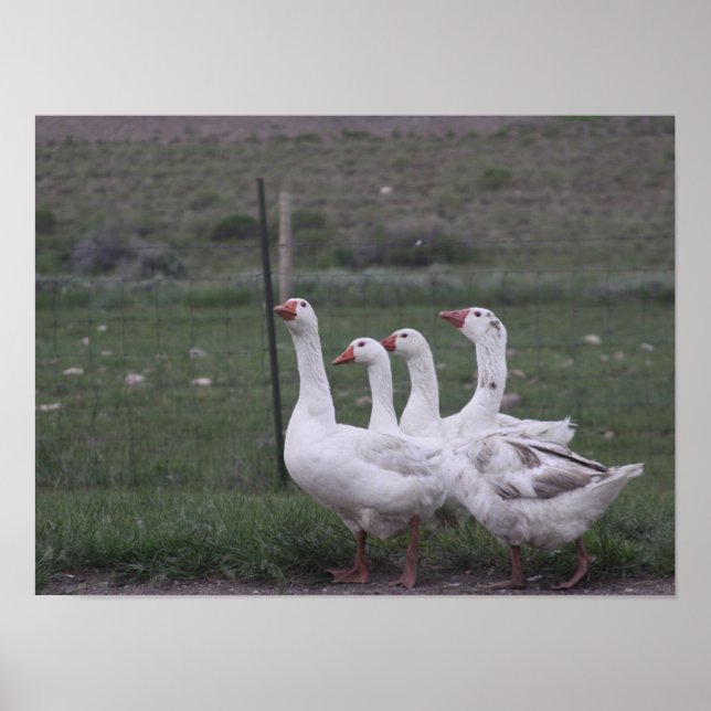 Póster Pato (Frente)