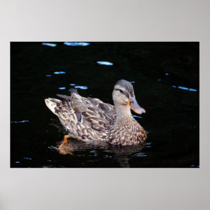 Póster Pato