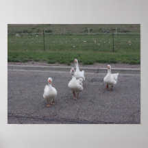 Pato