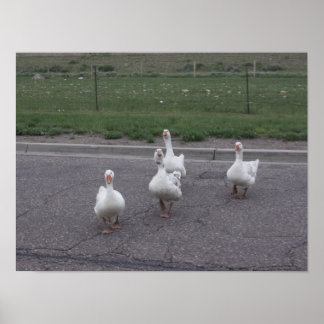 Póster Pato
