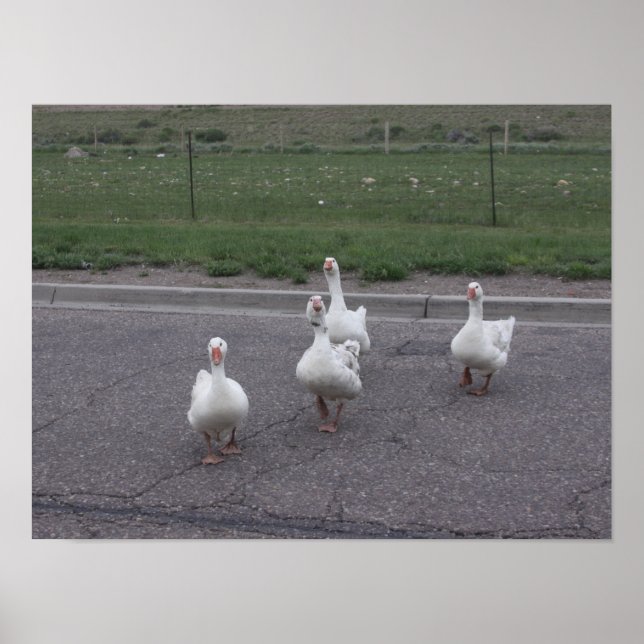 Póster Pato (Frente)