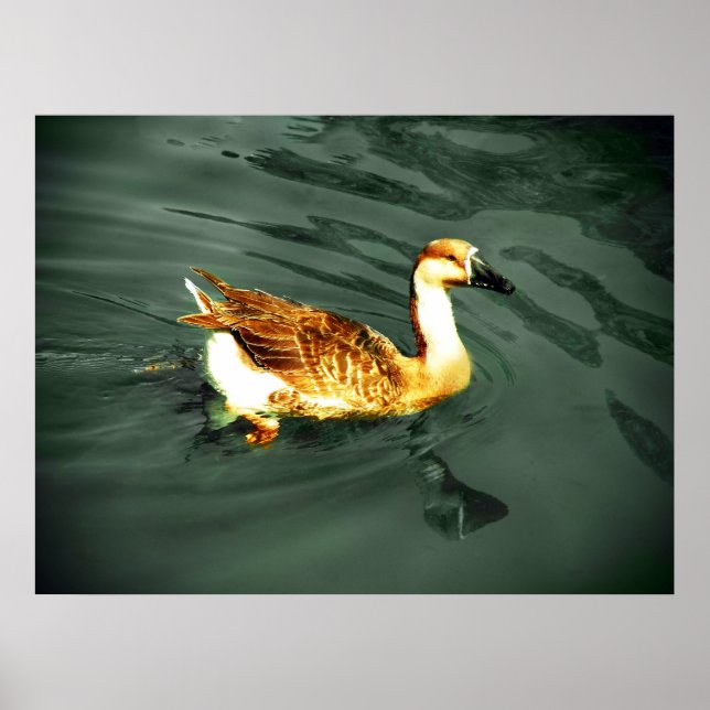 Póster Pato (Frente)