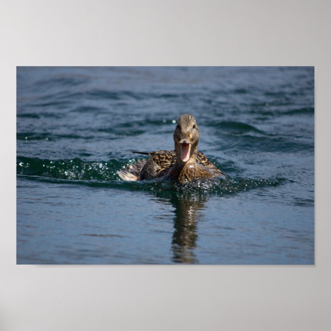 Póster Pato abierto con pico (Frente)